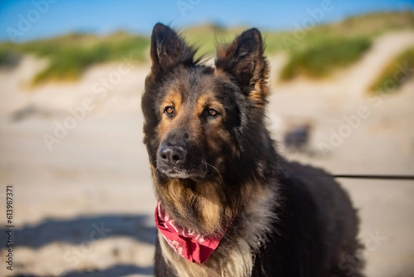 Obraz german shepherd dog