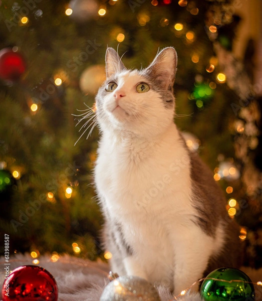 Obraz cat and christmas tree