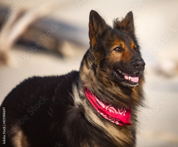 Obraz german shepherd dog