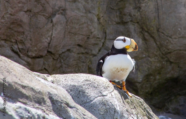 Obraz atlantic puffin or common puffin