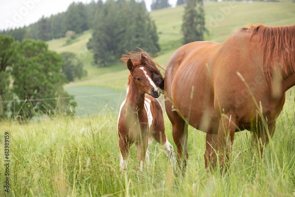 Obraz foal in the meadow