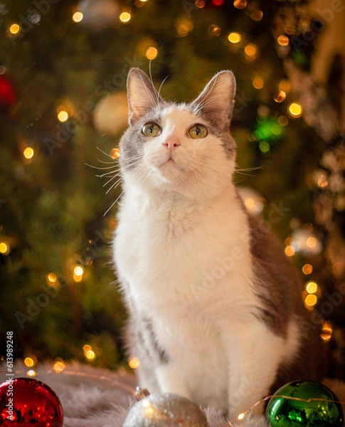 Obraz cat on the christmas tree