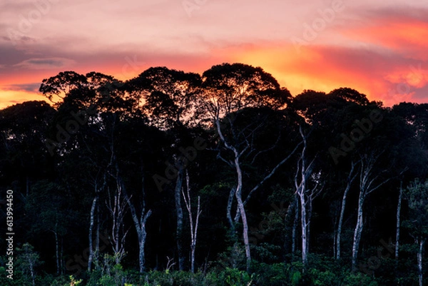 Fototapeta sunset in the Amazon forest with tree (Guainia, Colombia) 