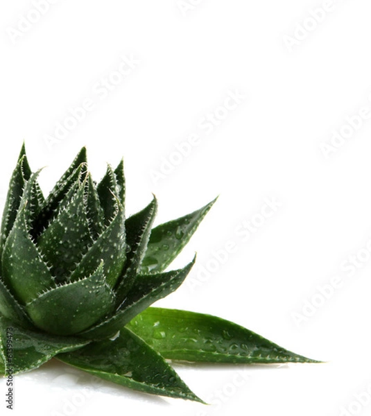 Obraz Aloe vera