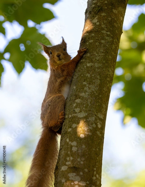 Fototapeta red squirrel on tree