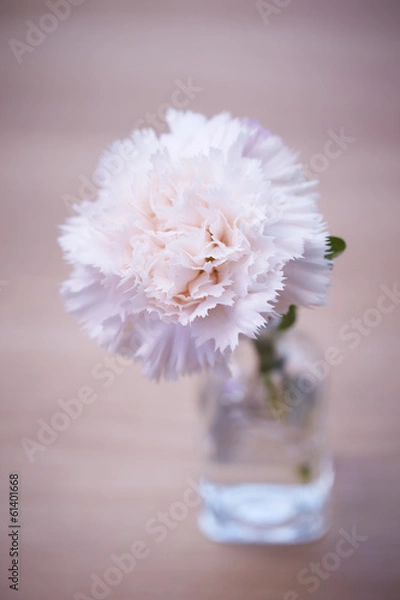 Fototapeta Carnation