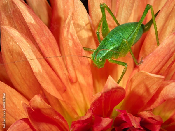 Fototapeta grasshopper on a red leaf