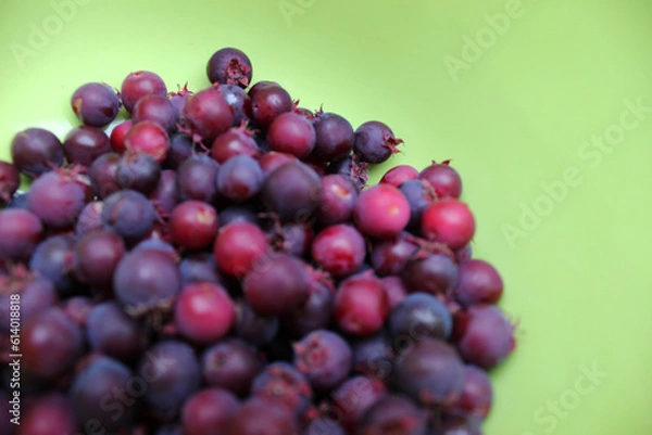 Obraz 130617ジューンベリー
ジューンベリー