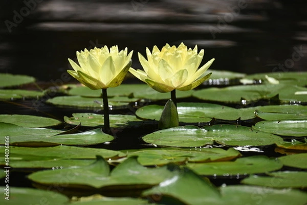 Fototapeta Water Lily
