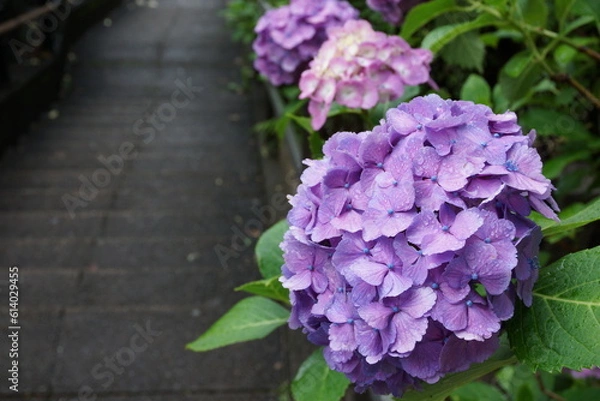 Fototapeta 雨の中の紫陽花