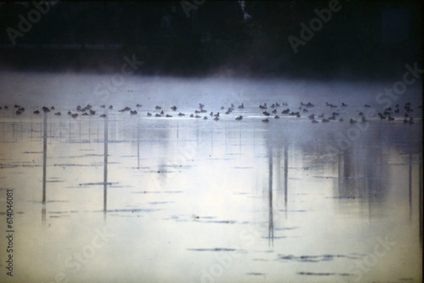 Fototapeta 朝もやけぶる水鳥の池