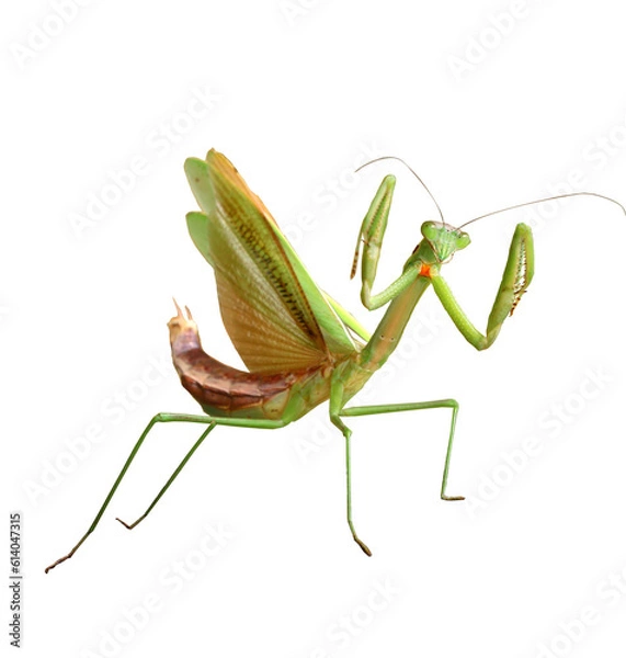 Obraz オオカマキリ