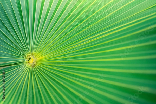 Obraz Beautiful abstract nature background, fresh green palm leaves, sunshine blurred lush foliage. Natural closeup summer plants wallpaper. Wellbeing palm leaf texture natural tropical green sunny pattern