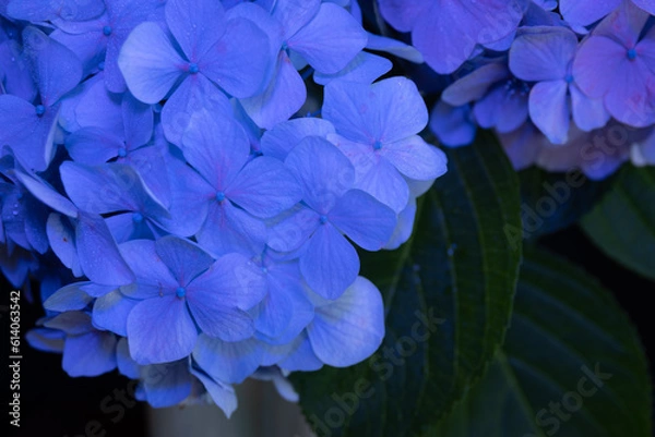 Obraz blue flower on green background