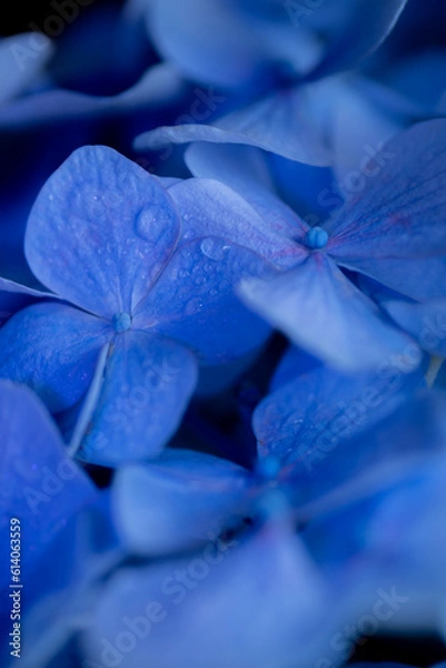 Obraz blue flower with drops