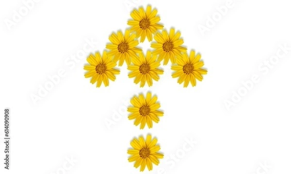 Obraz yellow flowers isolated on white background