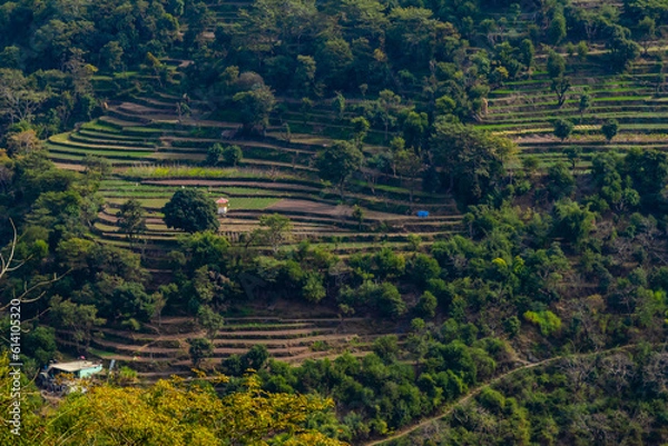 Fototapeta landscape aerial shot of terrace type crop field on mountain along side trees, nature concept.