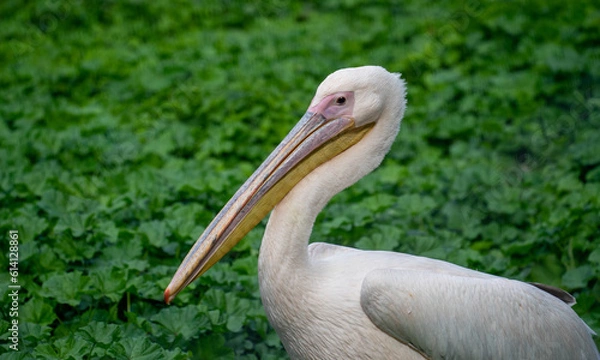Obraz Pelican