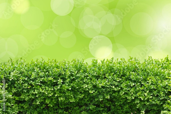 Obraz Bokeh Hintergrund mit Buchsbaumhecke