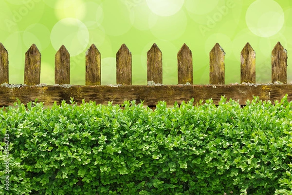 Obraz Alter Gartenzaun mit Buchsbaumhecke und Bokehhintergrund