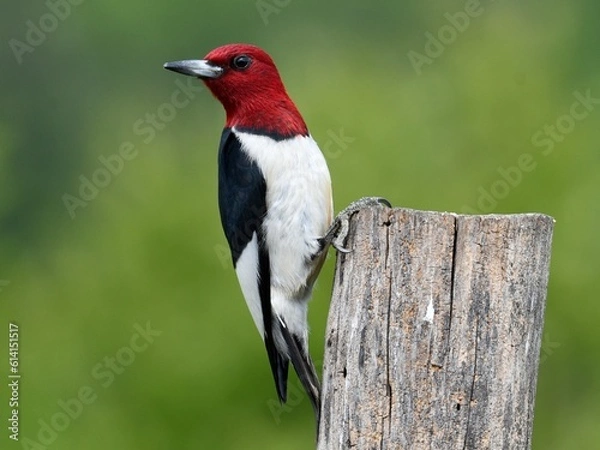 Fototapeta Red headed woodpecker clutching tree with talons
