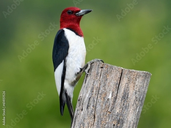 Obraz Red headed woodpecker clutching tree
