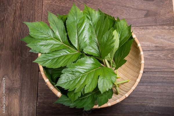 Obraz ザルの上の収穫したアシタバの葉