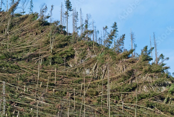 Obraz Tatry - uszkodzenia spowodowane huraganem 10