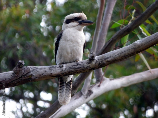 Fototapeta Kookaburra