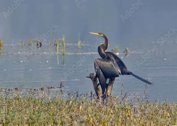 Obraz Darter or Snake Bird (Anhinga Melanogaster)