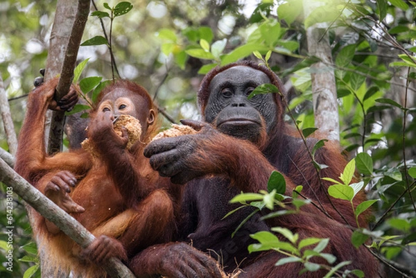 Fototapeta orango monkey