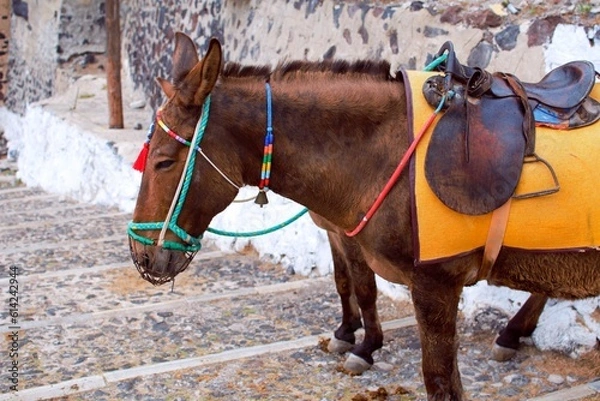 Fototapeta Profile of a standing brown donkey with a saddle and a muzzle waiting for a passenger