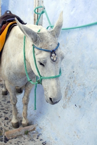 Fototapeta A white donkey with a colorful tag on his head waiting for a passenger