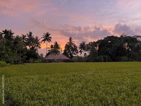 Obraz sunset over rice fields