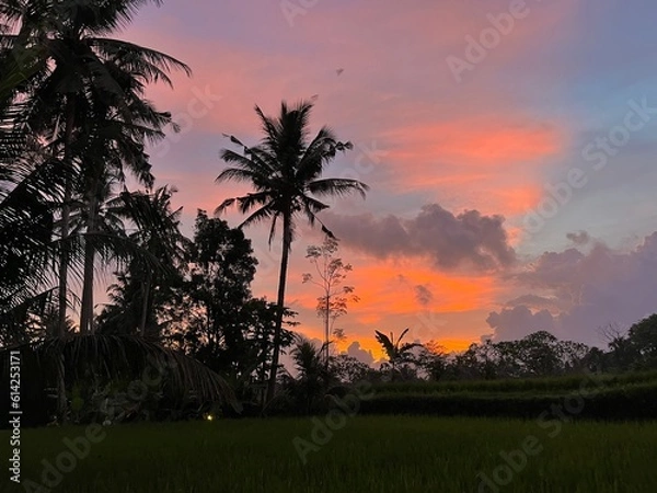 Obraz sunset in the jungle