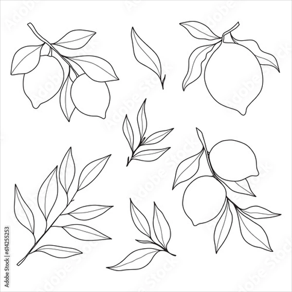 Fototapeta Set of outline lemon branches and leaves. Minimalistic design. 