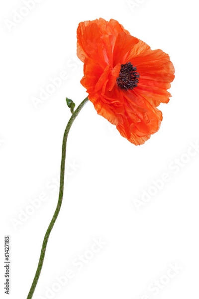 Obraz Single poppy isolated on white background.
