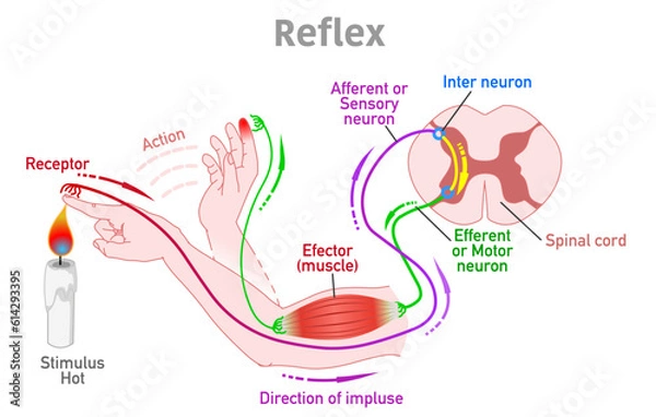 Fototapeta Reflex arc, action. Somatic receptors in the skin, muscles and tendons, message to brain, pathway. Stimulus, hot, touch. sense, effector muscle, spinal cord, sensory motor neuron. Illustration vector