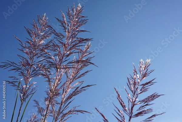 Obraz 秋の河原のすすき