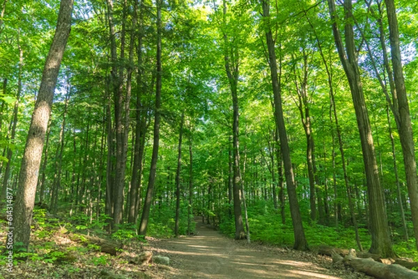 Fototapeta Rattlesnake Point Conservation Area hiking trail with green trees at summer. Natural view located in Ontario, Canada. Outdoor activities and attractions for traveler’s visitors to enjoy.