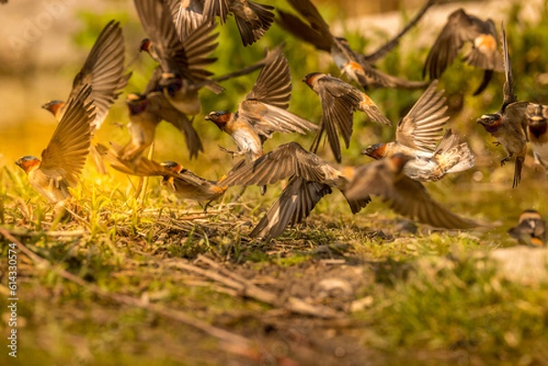 Obraz birds in the nest