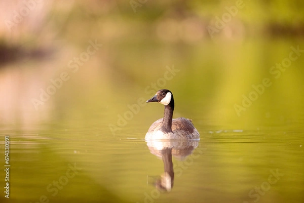 Obraz goose on the water