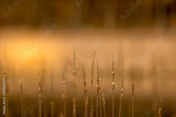 Obraz mist in the field