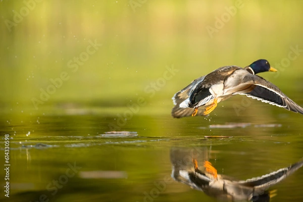 Obraz duck in the pond