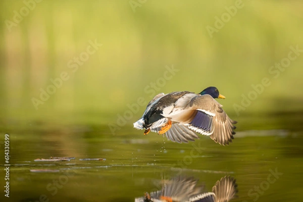 Obraz duck in the water