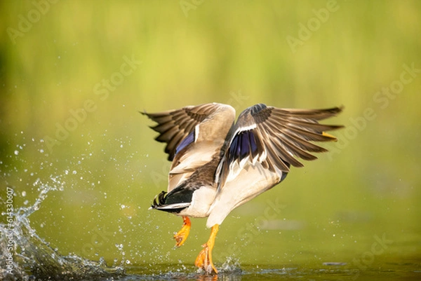 Obraz great crested grebe in flight