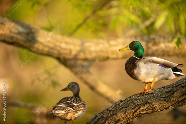 Obraz duck in the water