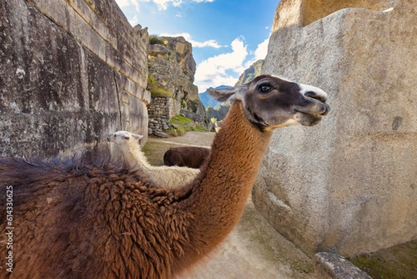 Obraz camel in the desert