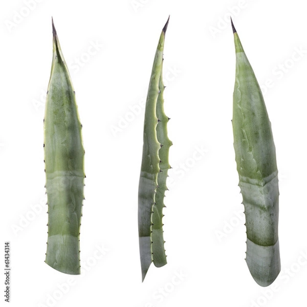 Fototapeta agave leaf