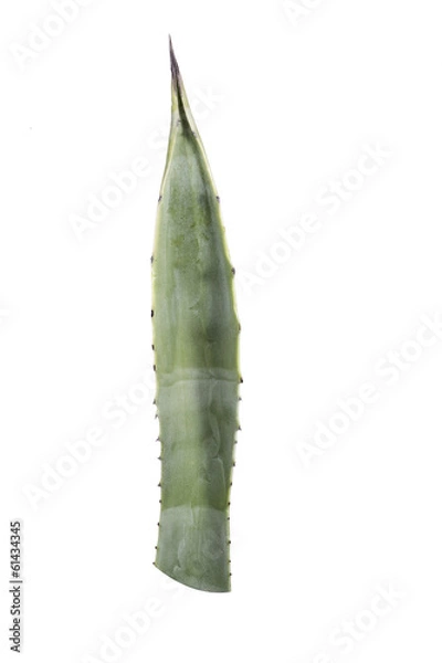 Fototapeta agave leaf